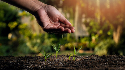 Farmer's hand watering young seedling on fertile soil.