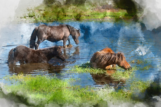 Digital watercolor painting of Beautiful Dartmoor ponies with foals, take a refreshing dip and drink on a hot Summer day on Dartmoor