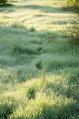 Footprints in grass