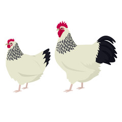 Light Sussex Breed of chickens Vector illustration Isolated object