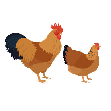 New Hampshire Breed of chickens Vector illustration Isolated object