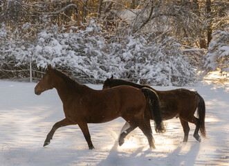 Horses in Fresh Snow
