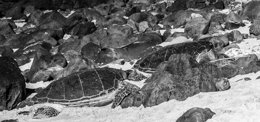 Large Turtles resting