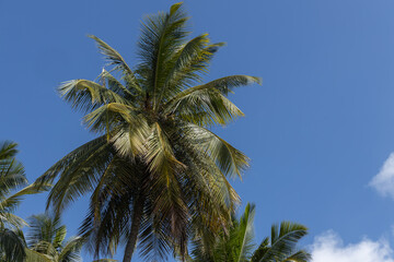 Fototapeta na wymiar Coconut trees with blue sky and clouds in the background 