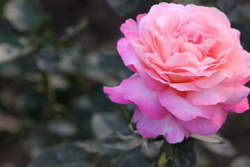 pink rose