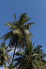 Fototapeta na wymiar Coconut trees with blue sky and clouds in the background 