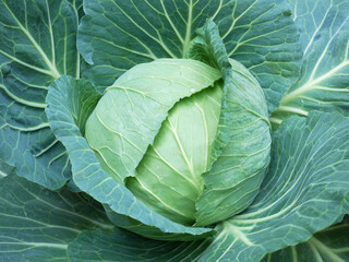 Obraz premium cabbage in the garden