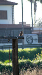 Falcon on an old swing