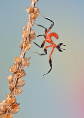 Hymenopus coronatus nymph L1 mantis macro