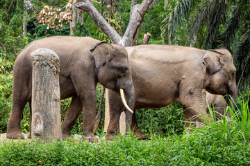 Fototapeta na wymiar A herd of sumatran elephants at Taman Safari Park, Indonesia
