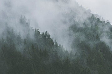 Trees In Forest During Foggy Weather