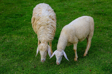 Obraz premium Two Sheep Eatting grass in emtry garden at thailand