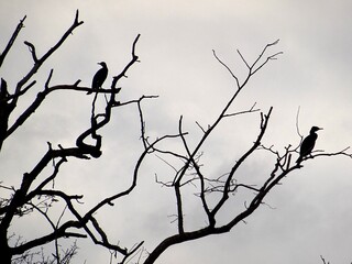 Fototapeta na wymiar Cormorans en contre-jour sur un arbre mort.