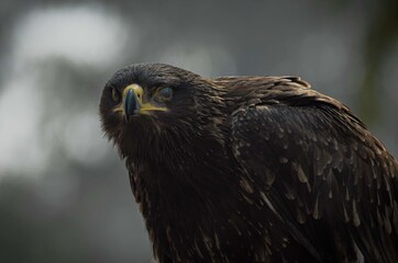 The Steppe Eagle! This is a large eagle, its feathering is bright & Dark brown, Eyes are brown, beak is hooked, dark grey at the bottom & yellow at base, the tail is short & have Strong legs.