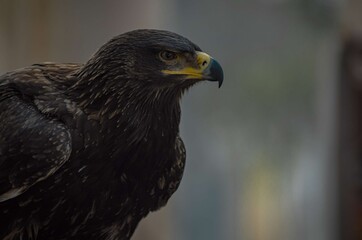 The Steppe Eagle! This is a large eagle, its feathering is bright & Dark brown, Eyes are brown, beak is hooked, dark grey at the bottom & yellow at base, the tail is short & have Strong legs.