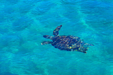 Sea turtle swimming in a water. Top view