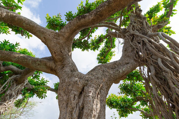 Abstract image of an old banyan tree with many branches and leaves
