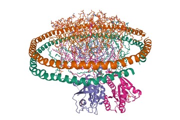 Structure of KRAS4B-GDP homodimer on a lipid bilayer nanodisc, 3D cartoon model isolated, white background - obrazy, fototapety, plakaty