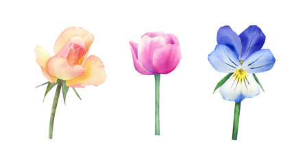 Rose, tulip, pansy. Watercolor flowers set in pink, yellow, orange and blue colors