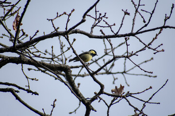 Close-up shot of Coal tit (Periparus Ater) perching on Mirebeck's oak branch