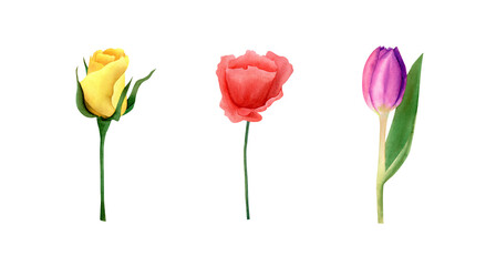Rose, tulip, poppy. Watercolor flowers set in pink, yellow, red violet and blue colors