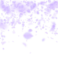 Violet flower petals falling down. Graceful romant