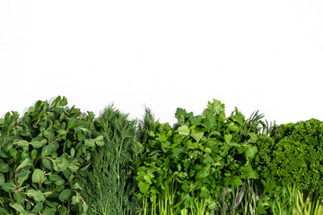 Greens and herbs food on the white background place for text healthy eating vegetarian