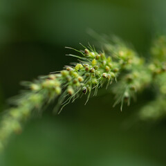 Selective focus Abstract Macro photography with very shallow depth of field of a green twig with leaves with blurred background 