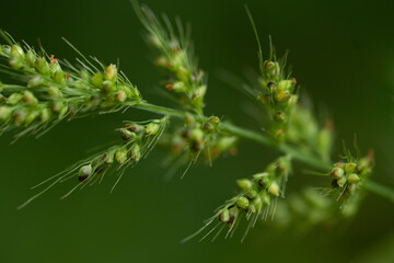 Selective focus Abstract Macro photography with very shallow depth of field of a green twig with leaves with blurred background 