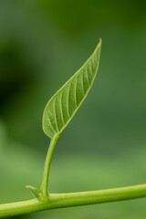 Selective focus shallow depth of field Abstract macro image of a leaf with stem and veins 
