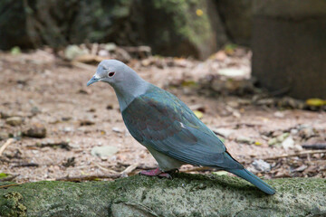 
A zoo in thailand near pattaya, and a large selection of animals.