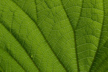 Abstract close up macro image of a green leaf with veins showing in a pattern
