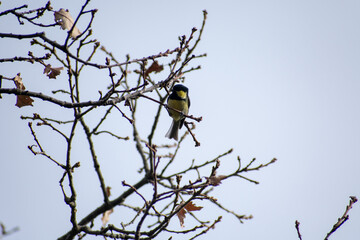 Close-up shot of Coal tit (Periparus Ater) perching on Mirebeck's oak branch