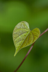 A Green leaf with patterns on it as an Abstract image with blur background
