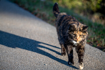 Cat on the street. One tabby cat walking alone in sunny day. Lausanne, Switzerland.