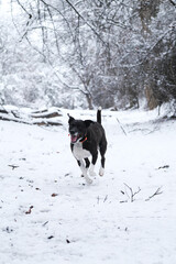 Happy dog with smile running through winter snow with woods in background.