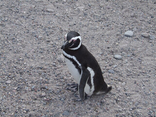 Penguin of the Valdes Peninsula, Argentina 