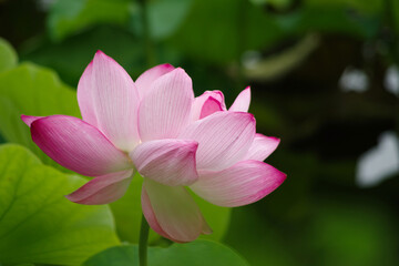 Fototapeta premium Lotus 蓮