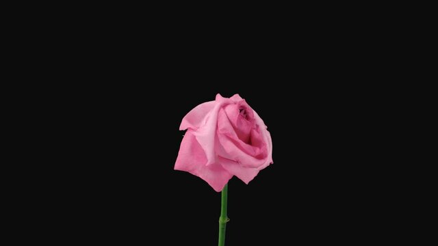 Time-lapse of dying pink Blushing Akito rose 4b4 in 4K PNG+ format with ALPHA transparency channel isolated on black background
