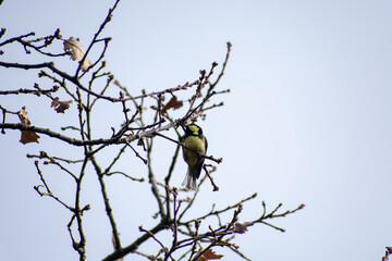 Close-up shot of Coal tit (Periparus Ater) perching on Mirebeck's oak branch