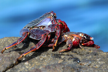 rote_Klippenkrabbe