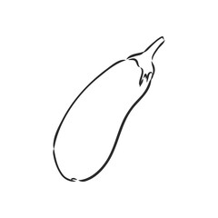 Fresh eggplant whole sliced vector illustration. eggplant, vector sketch illustration