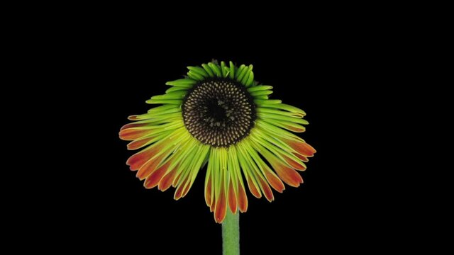 Time-lapse of growing and opening orange gerbera flower 3x3 in RGB + ALPHA matte format isolated on black background

