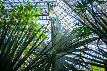 palm tree in the glass house