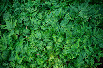 green leaves background