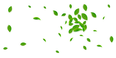 Falling green leaves. Fresh tea chaotic leaves fly