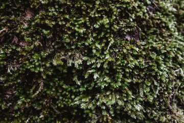 Fototapeta na wymiar green moss on the wall background