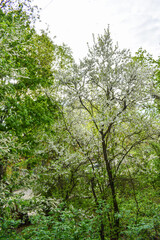 Fototapeta premium dawn in the spring flowering garden