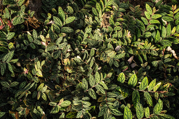Obraz premium green leaves background