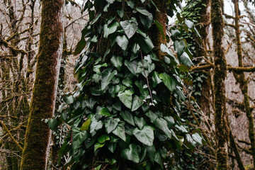 tropical tree overgrown with climbing liana